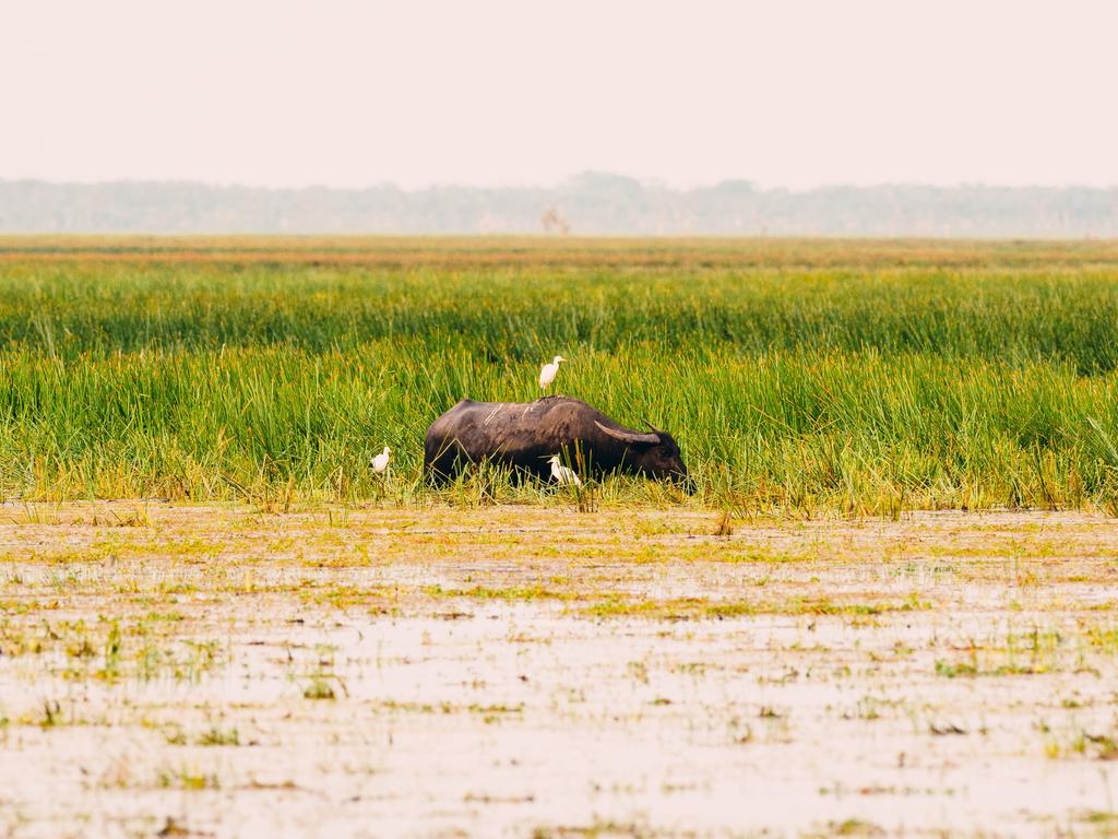 Buffalo grazing in Northern Territory wetland country