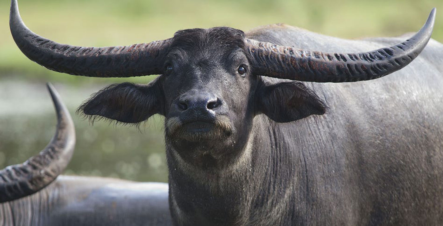 Northern Territory pest animal management