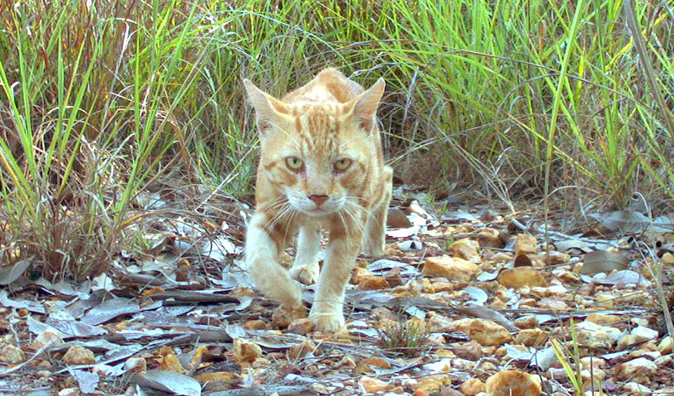 Feral animal control in remote country