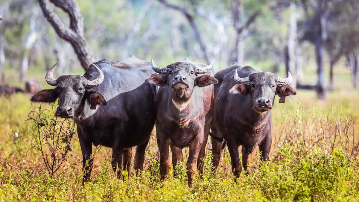Outback wildlife management field image