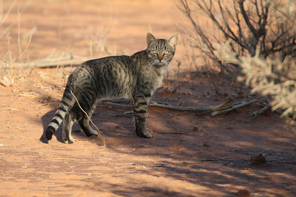 Feral animal management field image in the Northern Territory