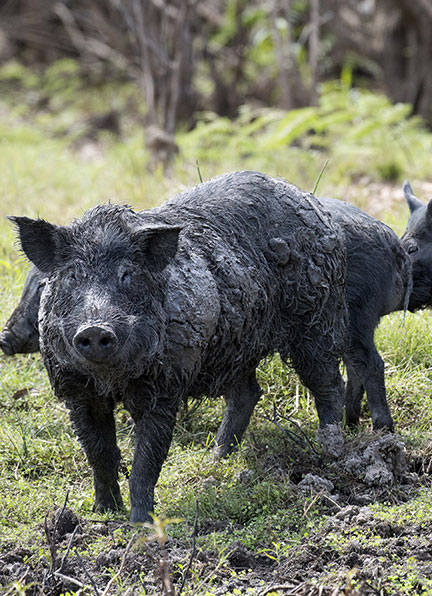 Feral pigs in Northern Territory Australia
